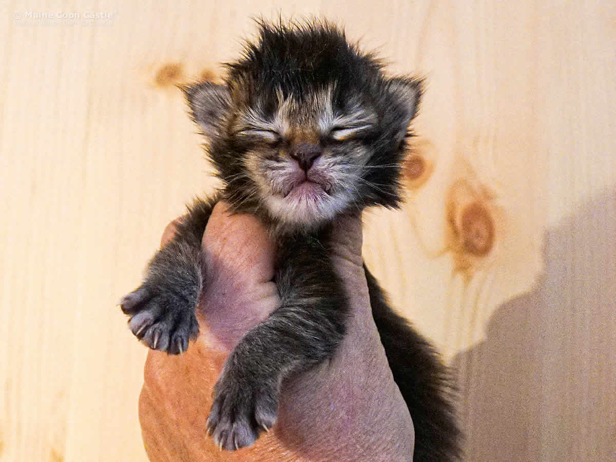 Nick 10 Tage, 254g Nick 1 Woche