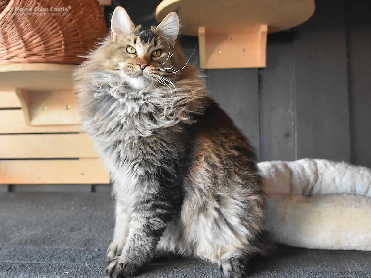 Bloomingtree Nick Bloomingtree Nick