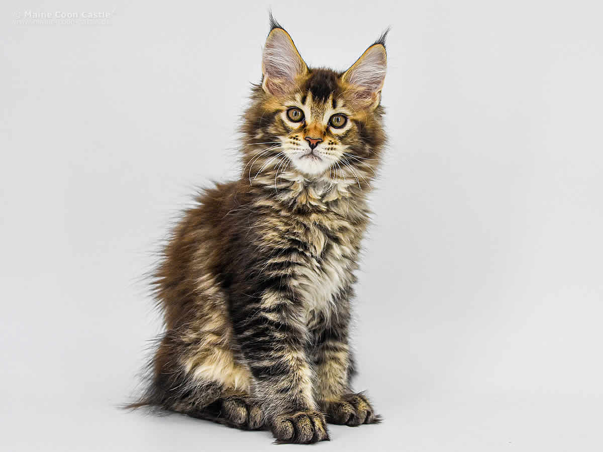 Nick 11 Wochen alt, 1895g Nick 11 Wochen