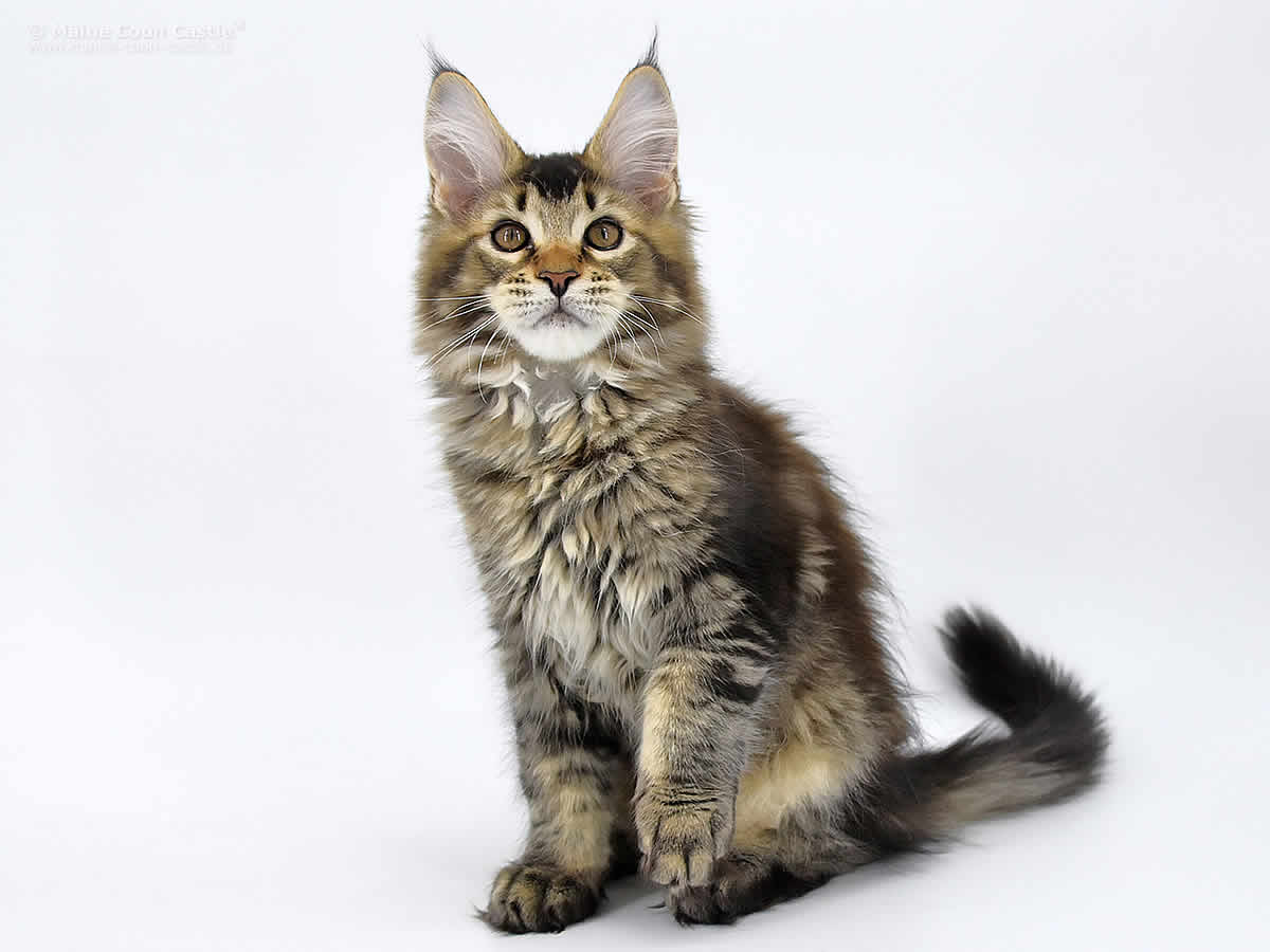 Nick 13 Wochen alt, 2345g Nick 13 Wochen