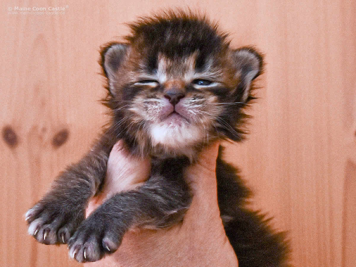 Nick 2 Wochen alt, 409g Nick 2 Wochen