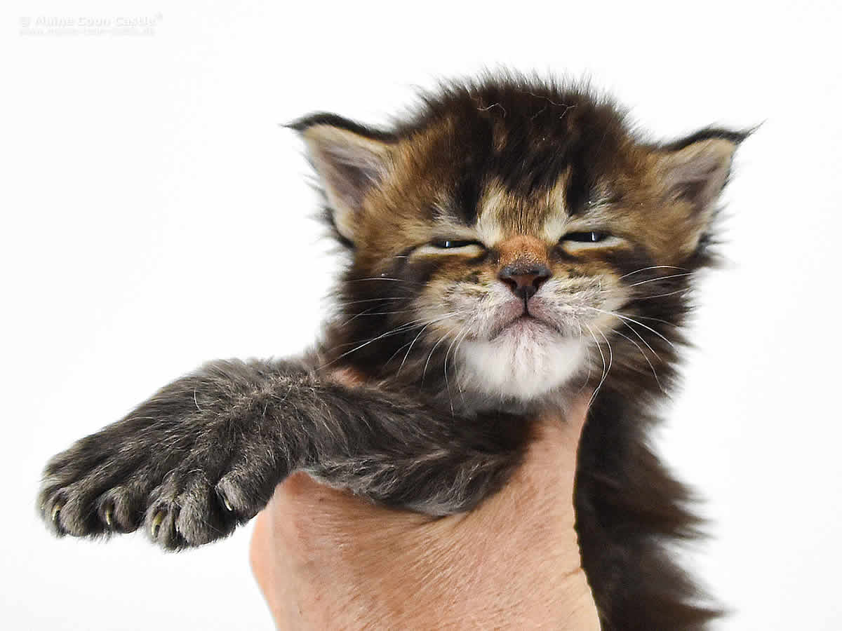 Nick 3 Wochen alt, 532g Nick 3 Wochen