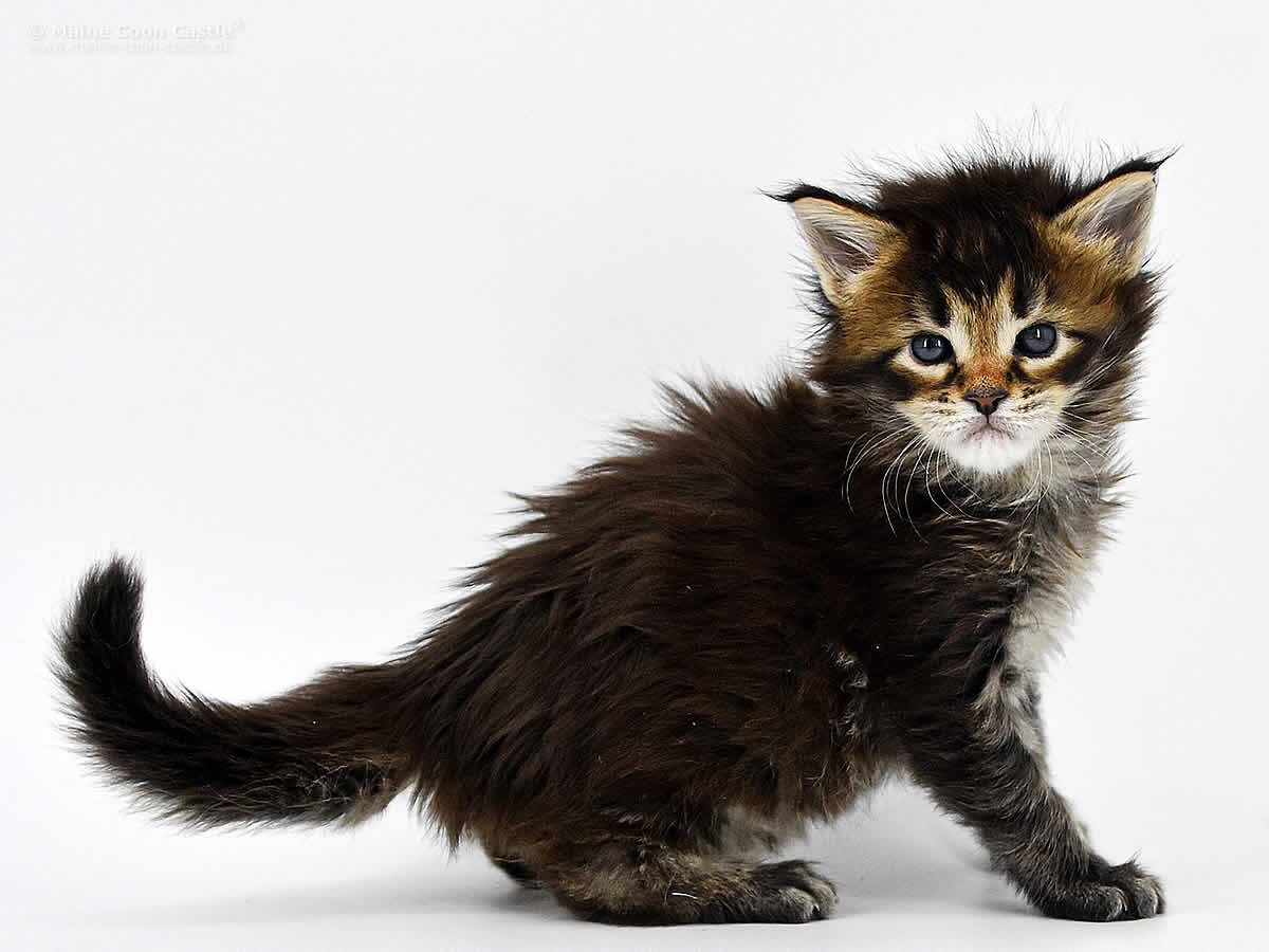 Nick 4 Wochen alt, 615g Nick 4 Wochen