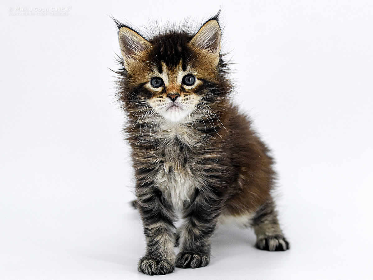 Nick 5 Wochen alt, 755g Nick 5 Wochen