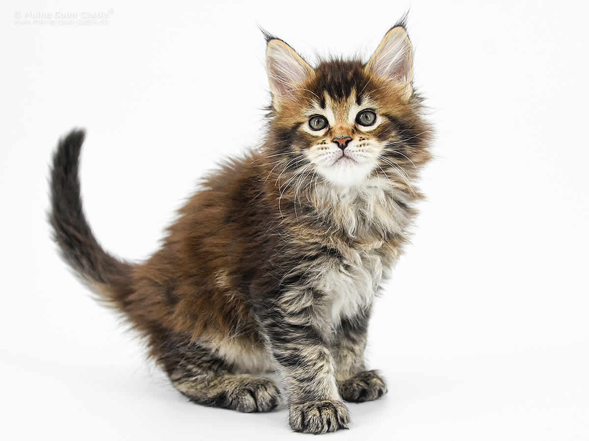 Nick 7 Wochen alt, 1113g Nick 7 Wochen