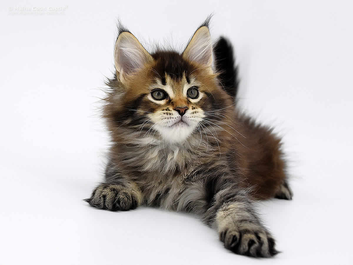 Nick 8 Wochen alt, 1266g Nick 8 Wochen