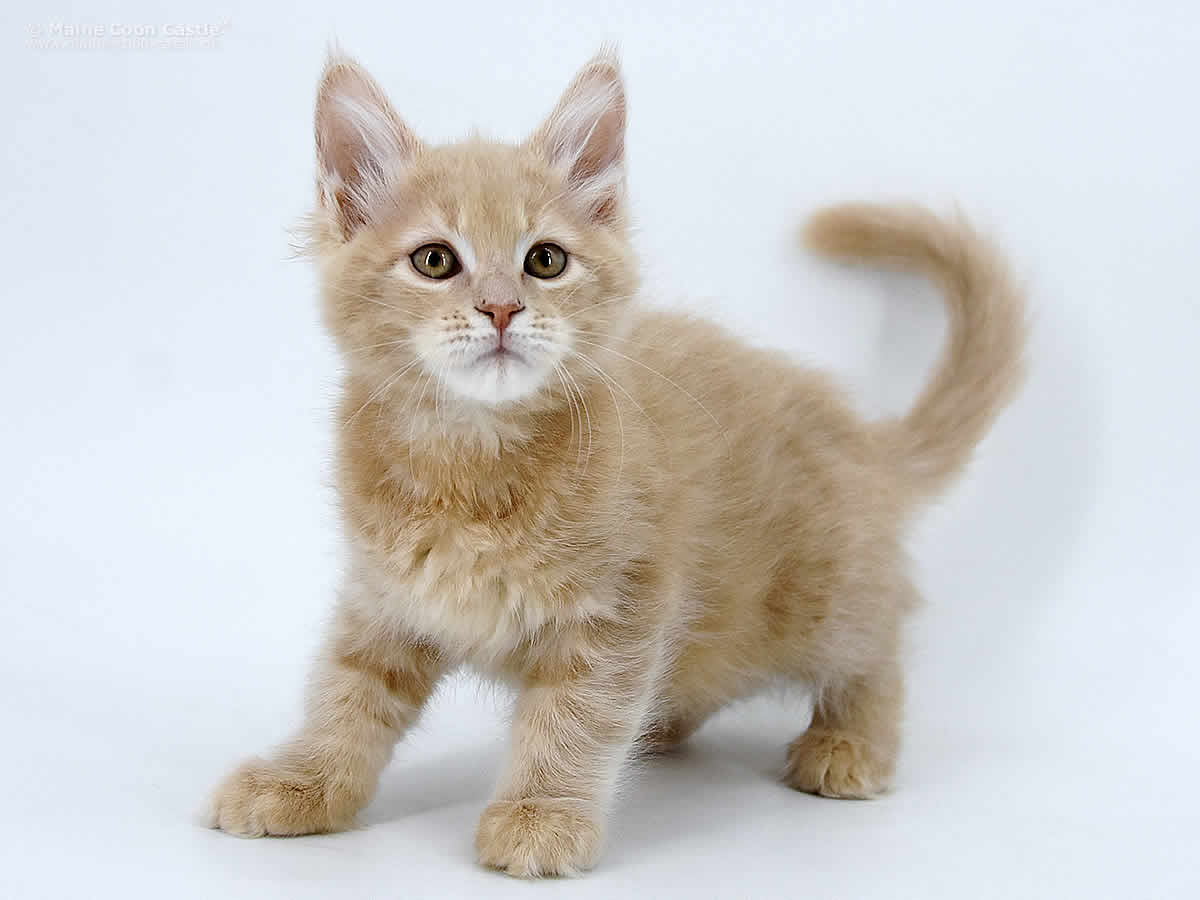 Justus of Maine Coon Castle Justus of Maine Coon Castle