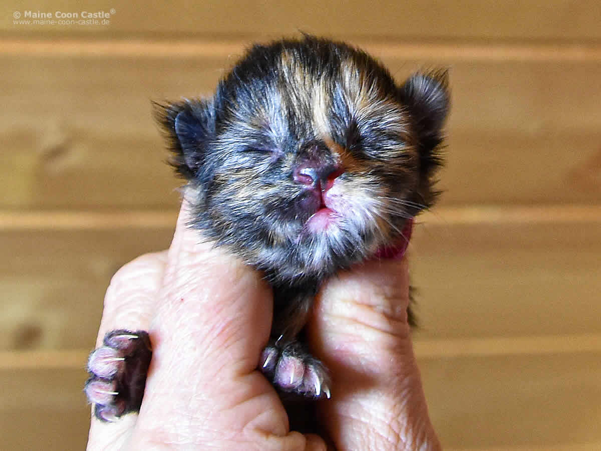 Jutta 1 Tag alt, Jutta 1 Tag