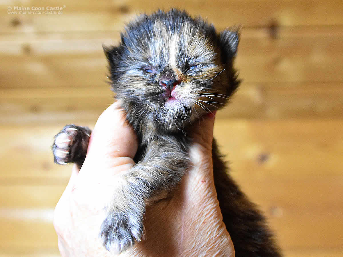 Jutta 1 Woche alt, Jutta 1 Woche