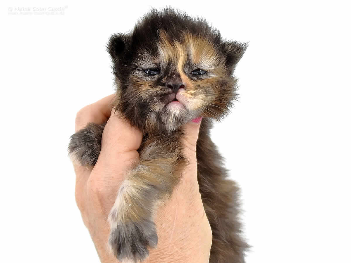 Jutta 2 Wochen alt, Jutta 2 Wochen