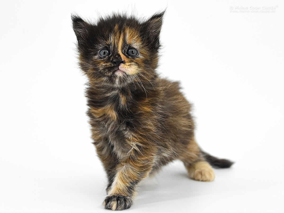 Jutta 4 Wochen alt, Jutta 4 Wochen