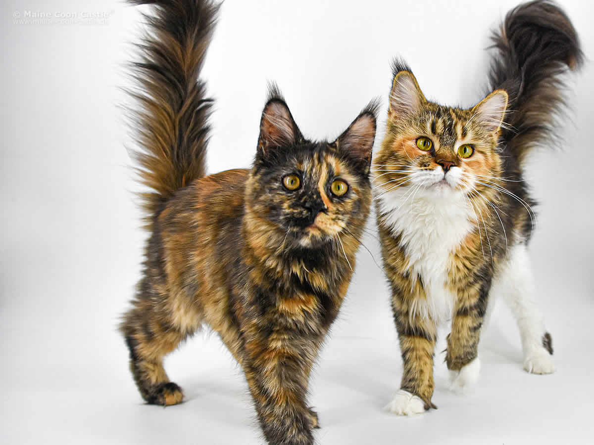 Jutta 5 Monate Mit Mama Wilma Jutta 5 Monate Mit Mama Wilma