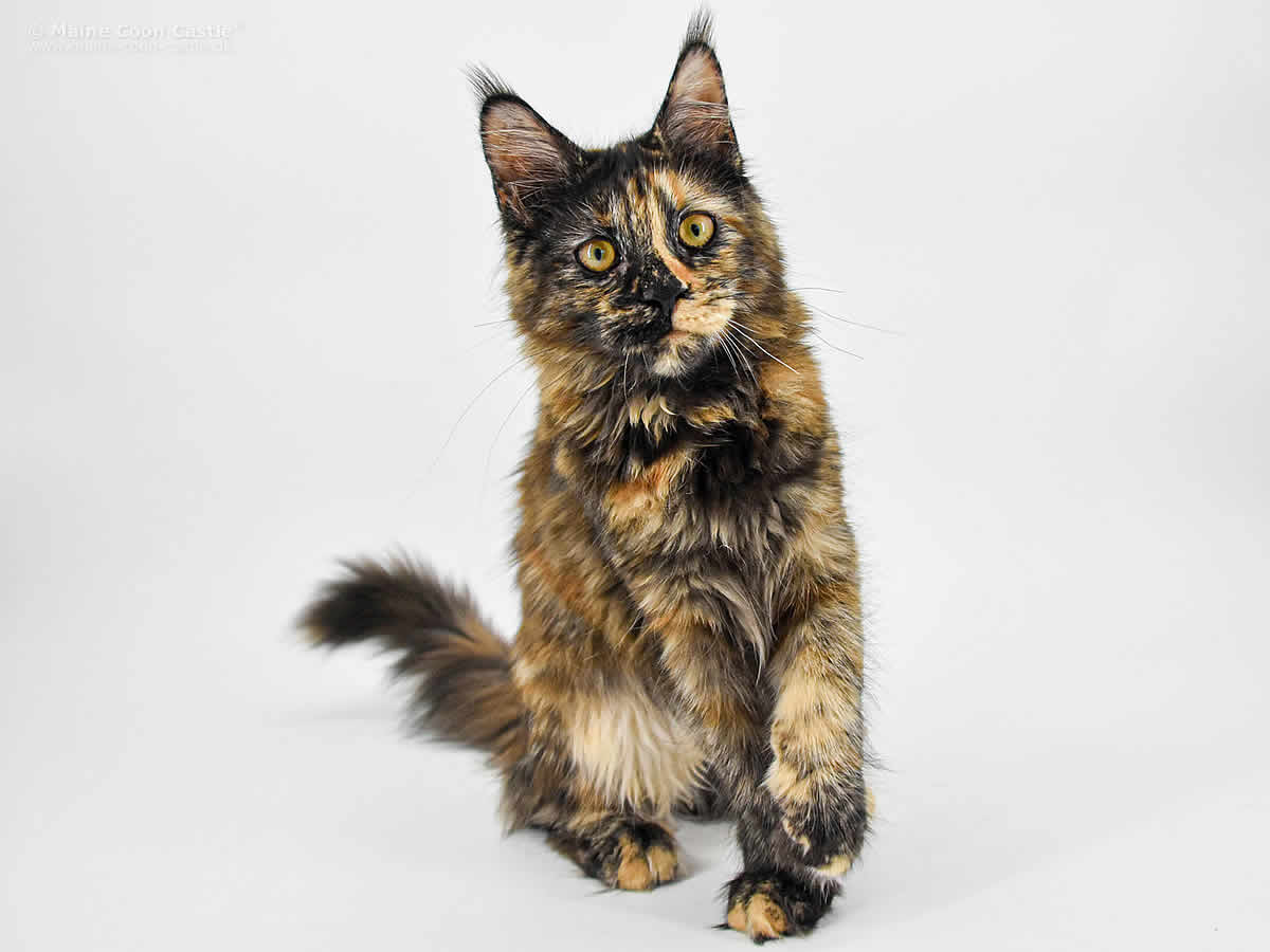 Jutta of Maine Coon Castle Jutta of Maine Coon Castle