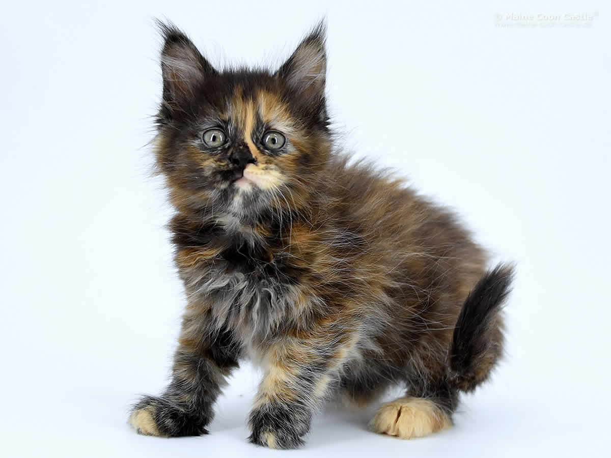 Jutta 7 Wochen alt, Jutta 7 Wochen