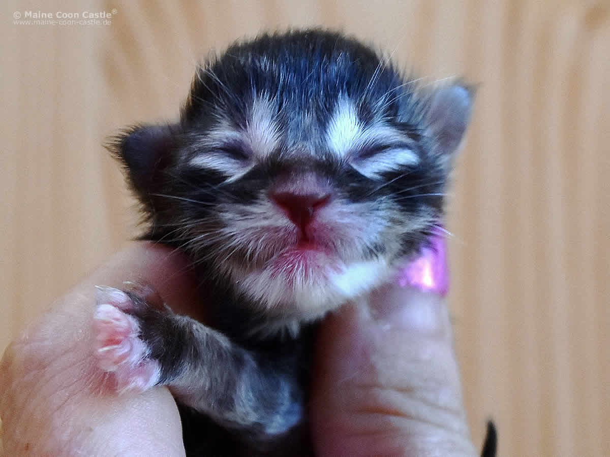 Kalle 1 Tag Kalle 1 Tag