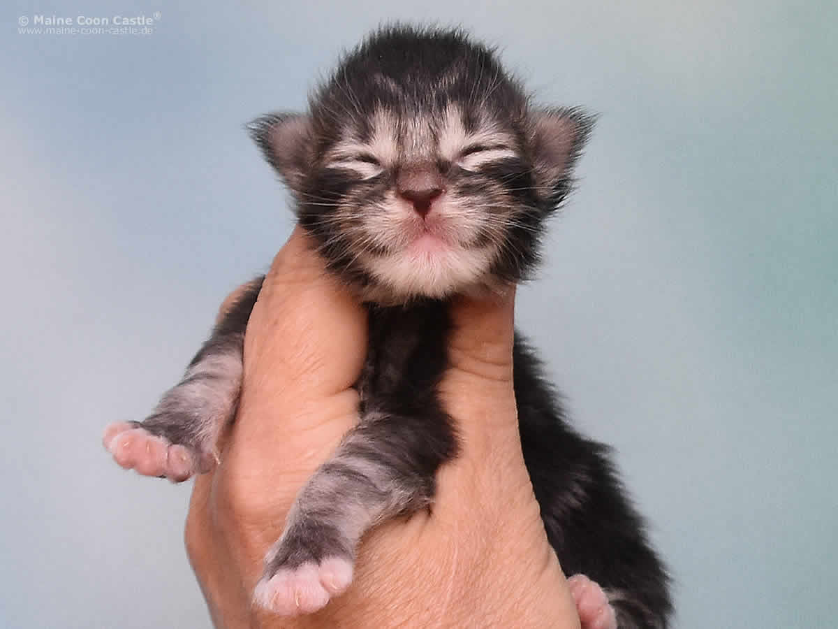 Kalle 1 Woche alt, 181g Kalle 1 Woche