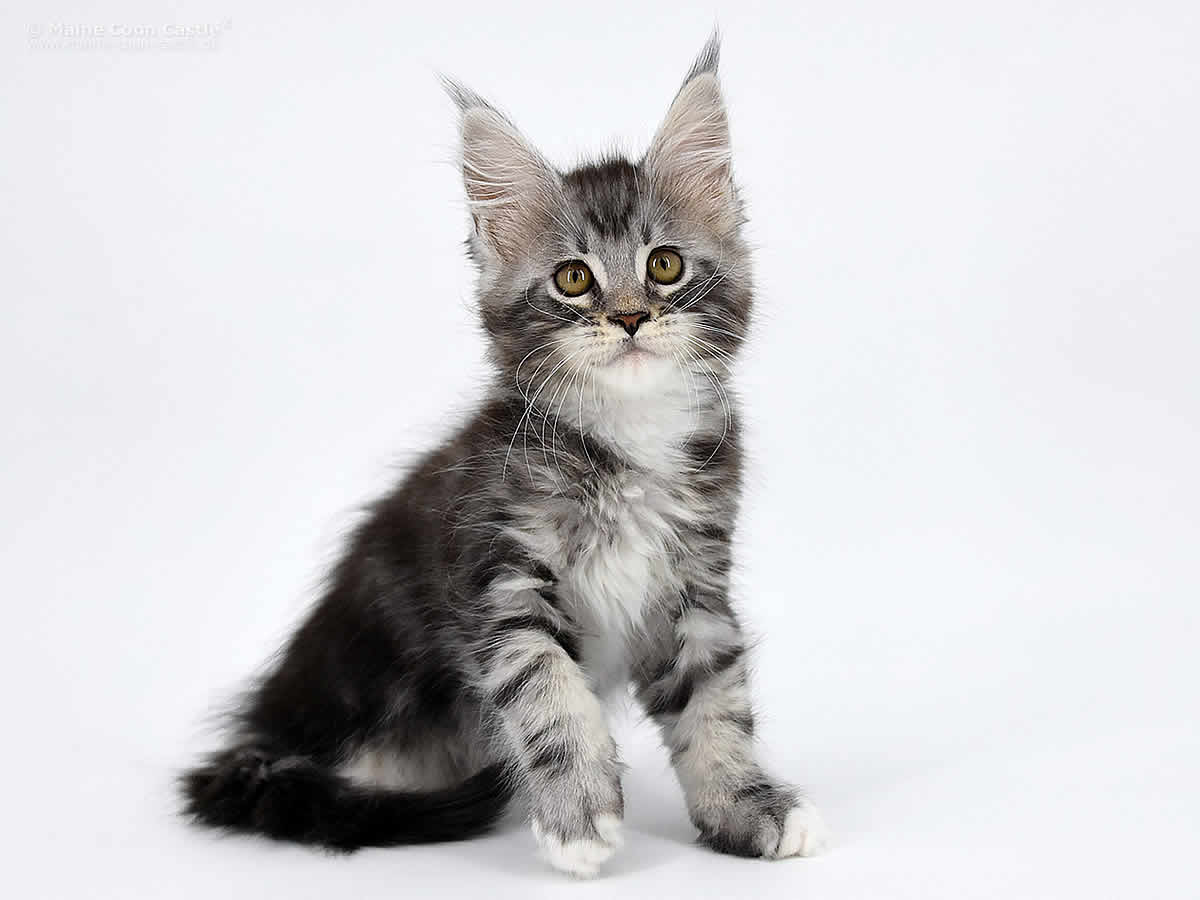 Kalle 10 Wochen alt, 1400g Kalle 10 Wochen