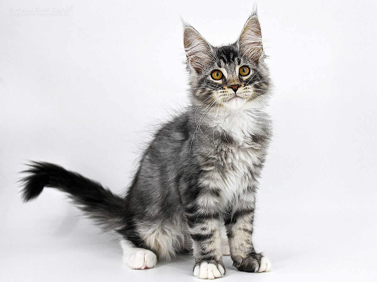 Kalle 14 Wochen alt, 2195g Kalle 14 Wochen