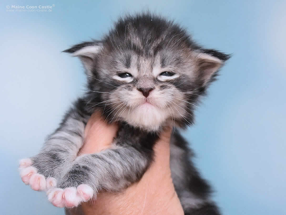 Kalle 3 Wochen alt, 390g Kalle 3 Wochen