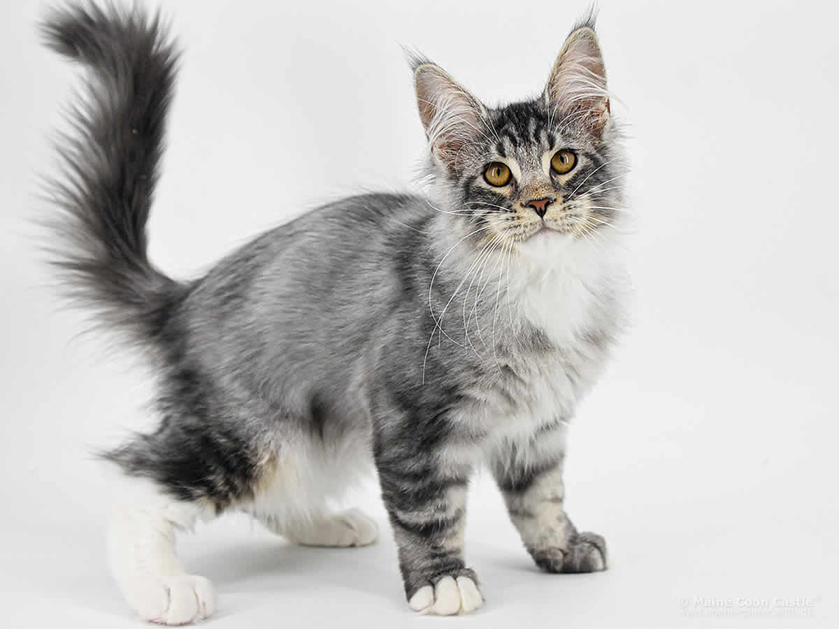Kalle 4 Monate Alt Maine Coon Baby Kalle 4 Monate Alt