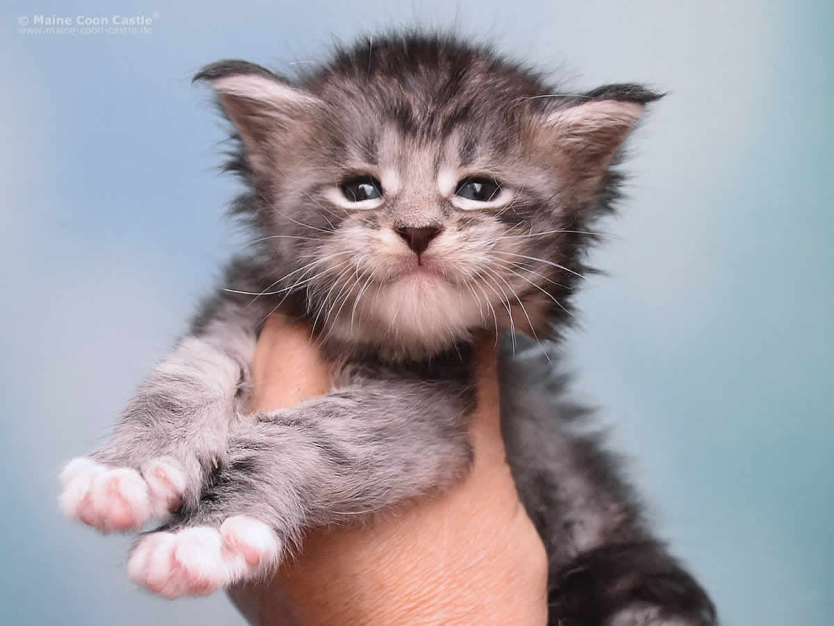 Kalle 4 Wochen alt, 492g Kalle 4 Wochen