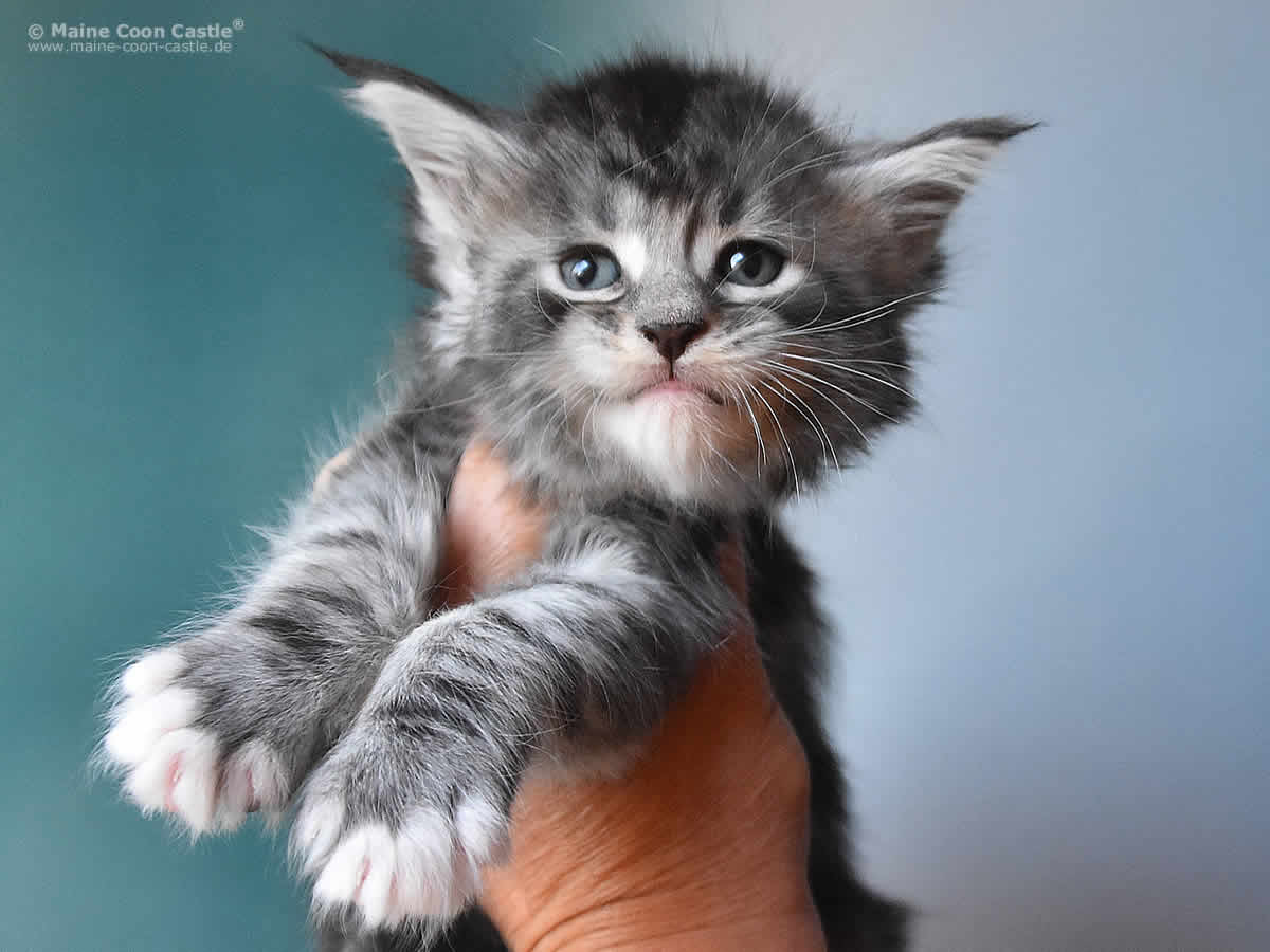 Kalle 5 Wochen alt, 652g Kalle 5 Wochen