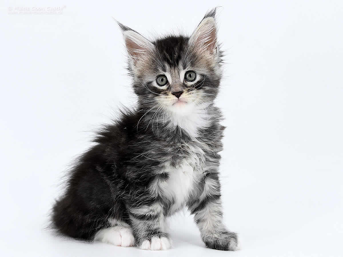 Kalle 6 Wochen alt, 772g Kalle 6 Wochen