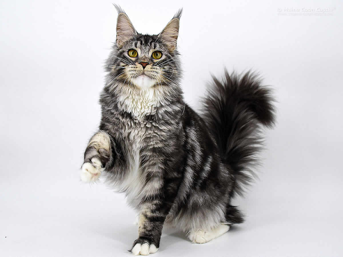 Kalle of Maine Coon Castle Kalle of Maine Coon Castle