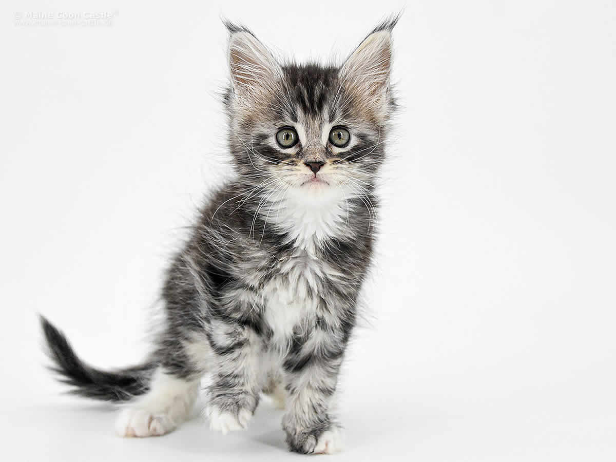 Kalle 7 Wochen alt, 759g Kalle 7 Wochen