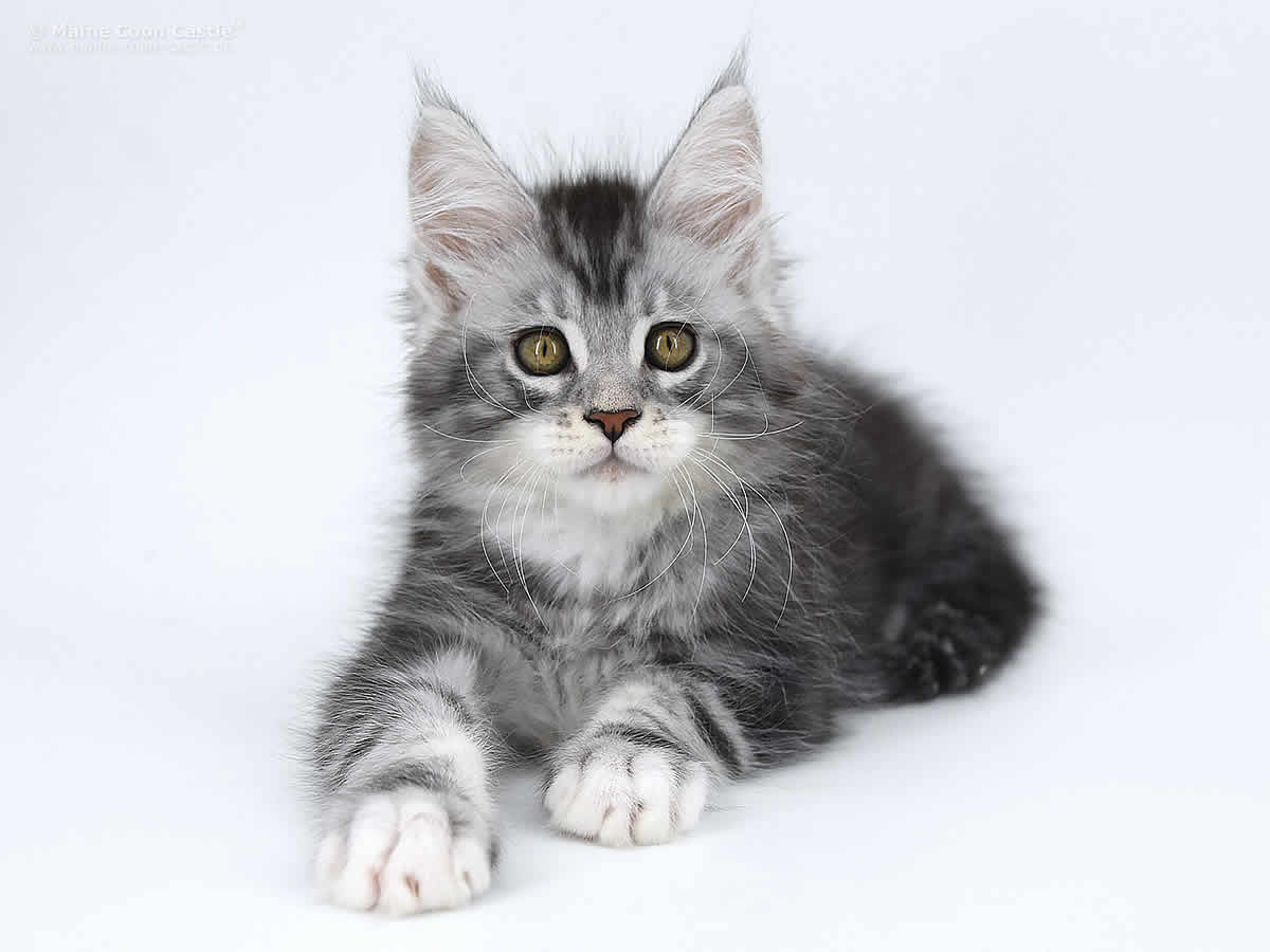 Klaas 10 Wochen alt, 1570g Klaas 10 Wochen