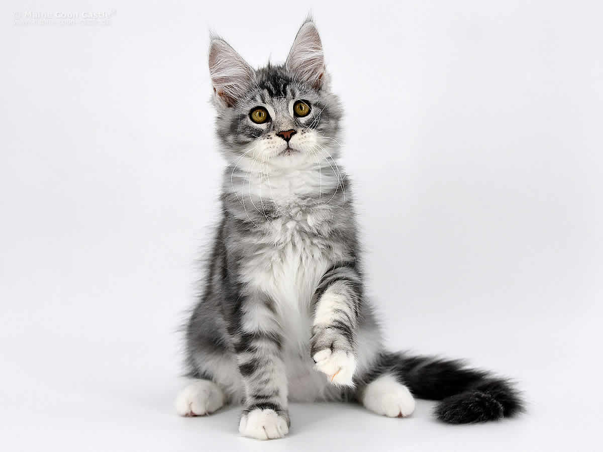 Klaas of Maine Coon Castle Klaas of Maine Coon Castle