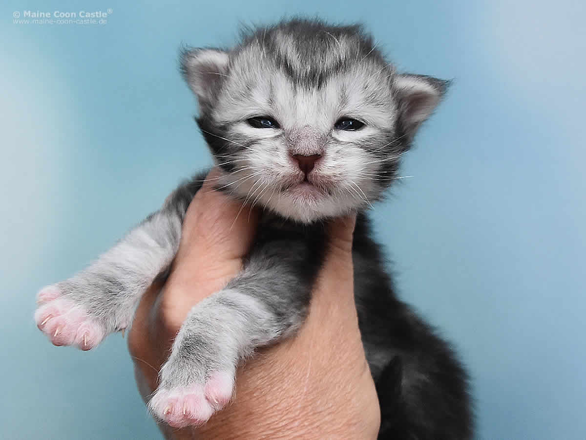 Klaas 2 Woche alt, 318g Klaas 2 Wochen