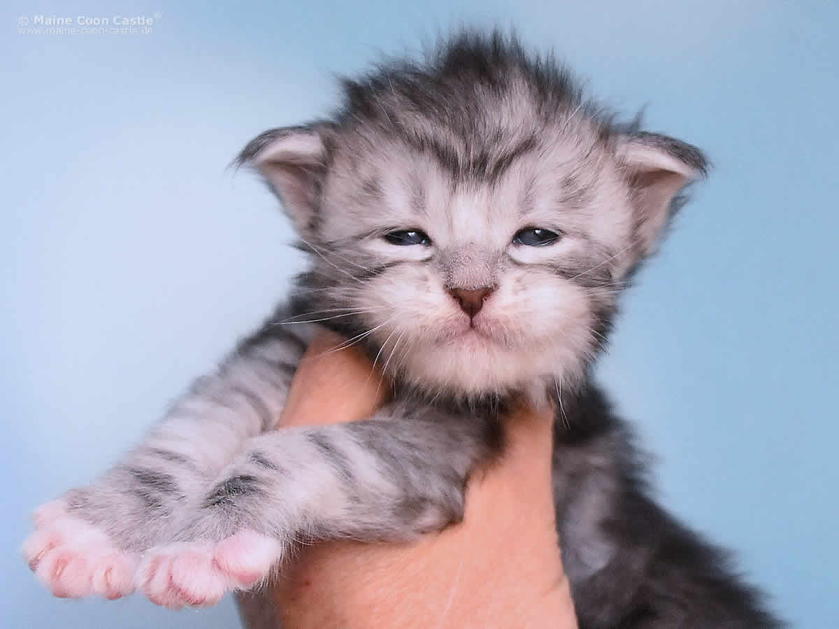 Klaas 3 Woche alt, 419g Klaas 3 Wochen