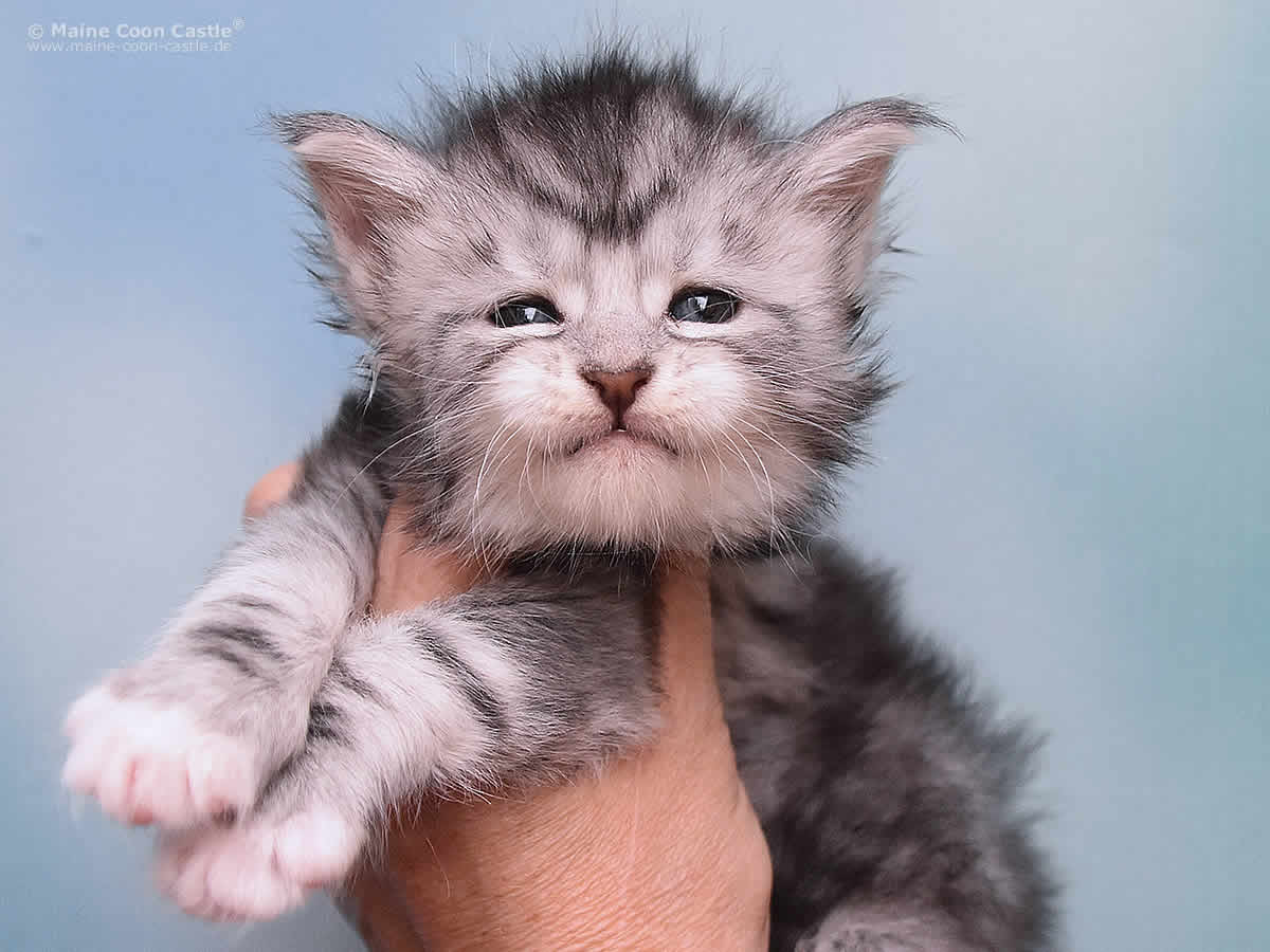 Klaas 4 Woche alt, 556g Klaas 4 Wochen