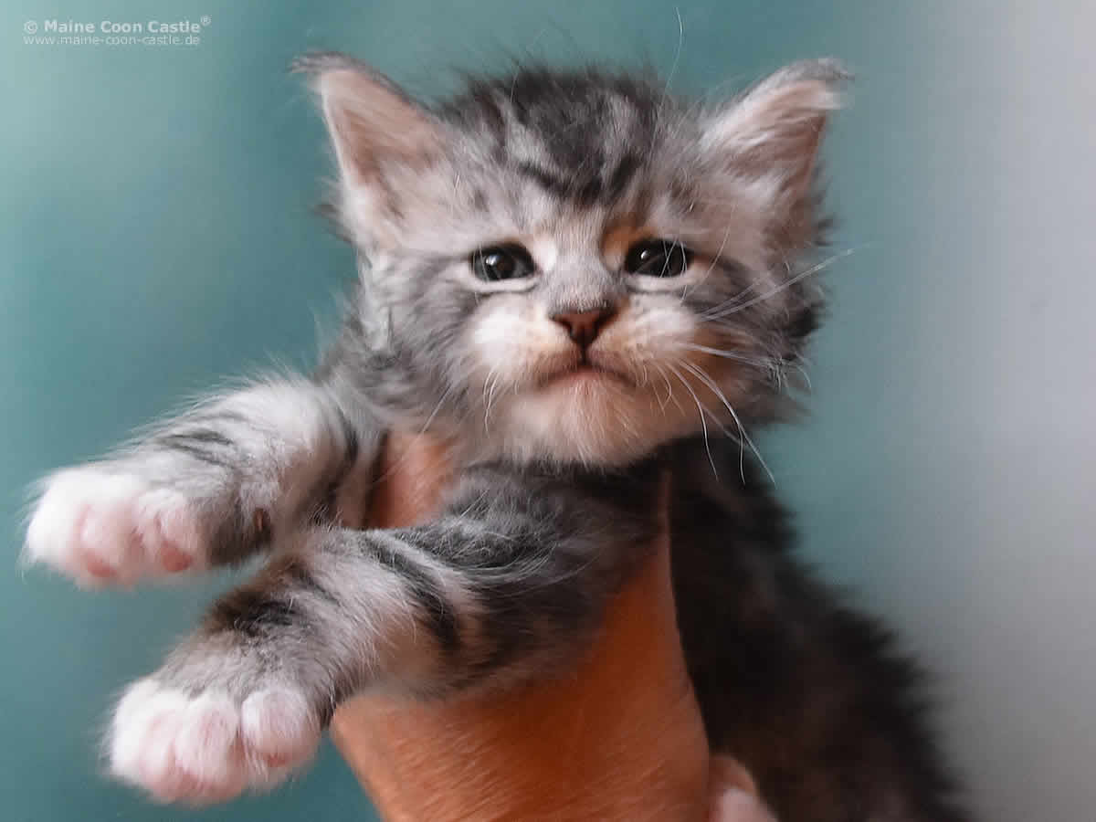 Klaas 5 Woche alt, 702g Klaas 5 Wochen