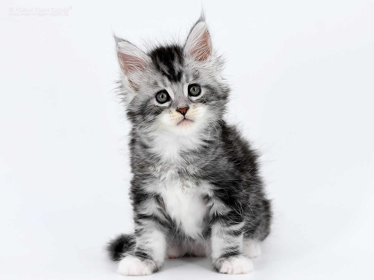 Klaas 6 Wochen alt, 835g Klaas 6 Wochen