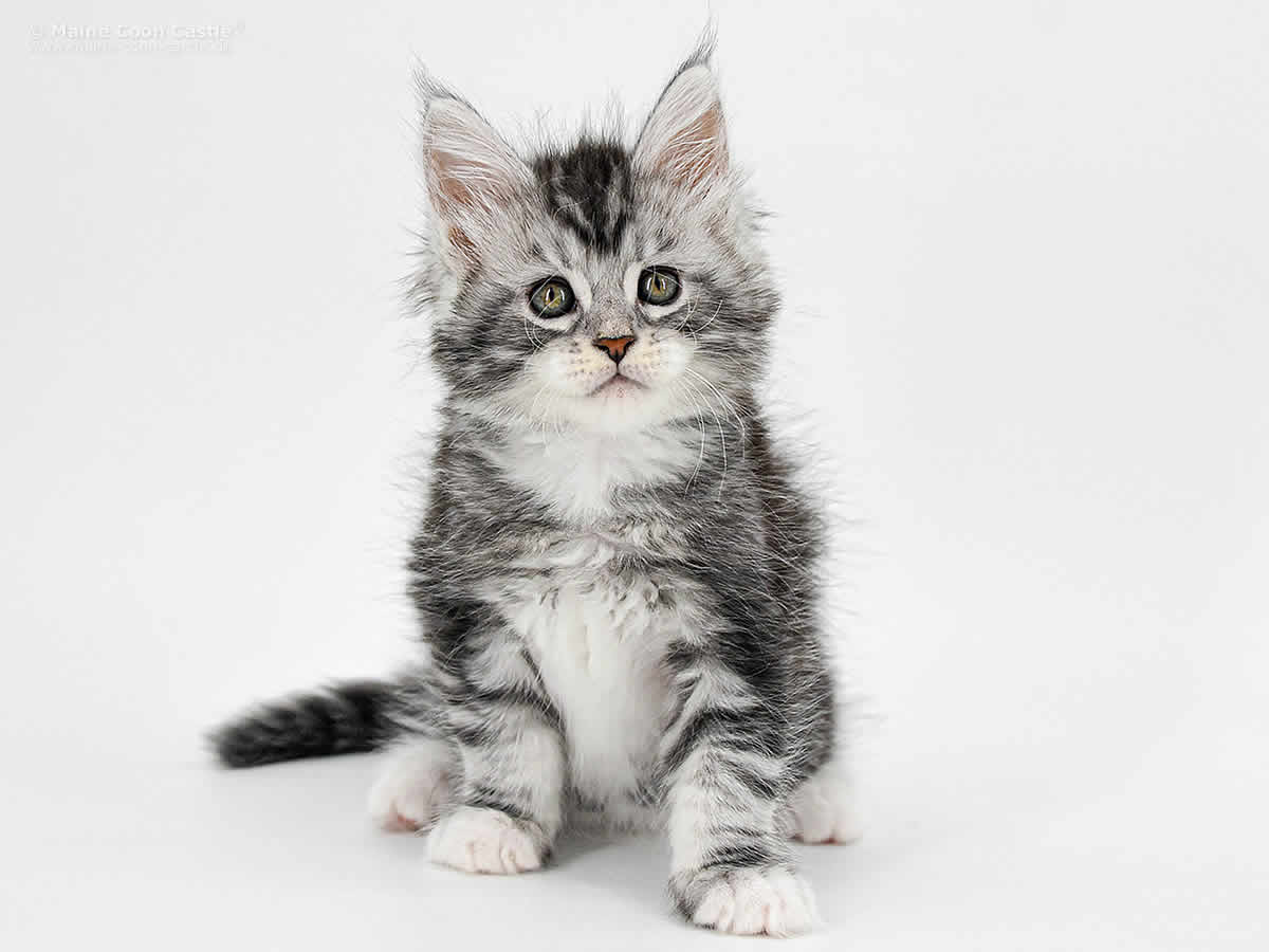 Klaas 7 Wochen alt, 1052g Klaas 7 Wochen