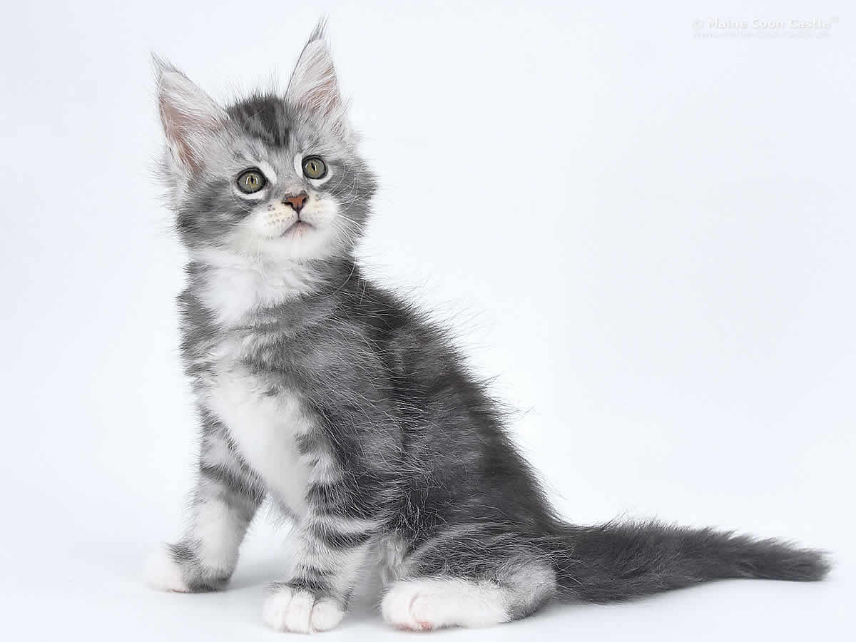 Klaas 8 Wochen alt, 1190g Klaas 8 Wochen