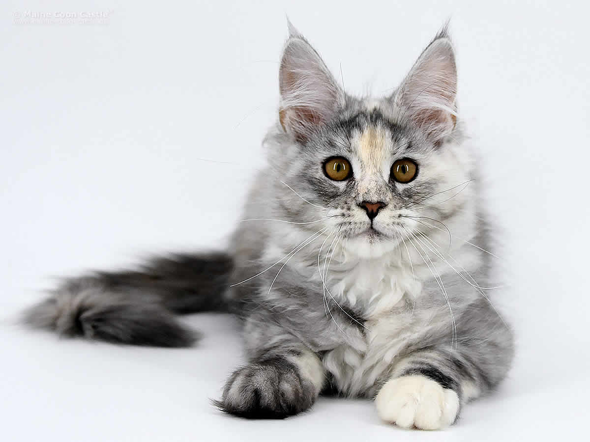 Kosma of Maine Coon Castle Kosma of Maine Coon Castle