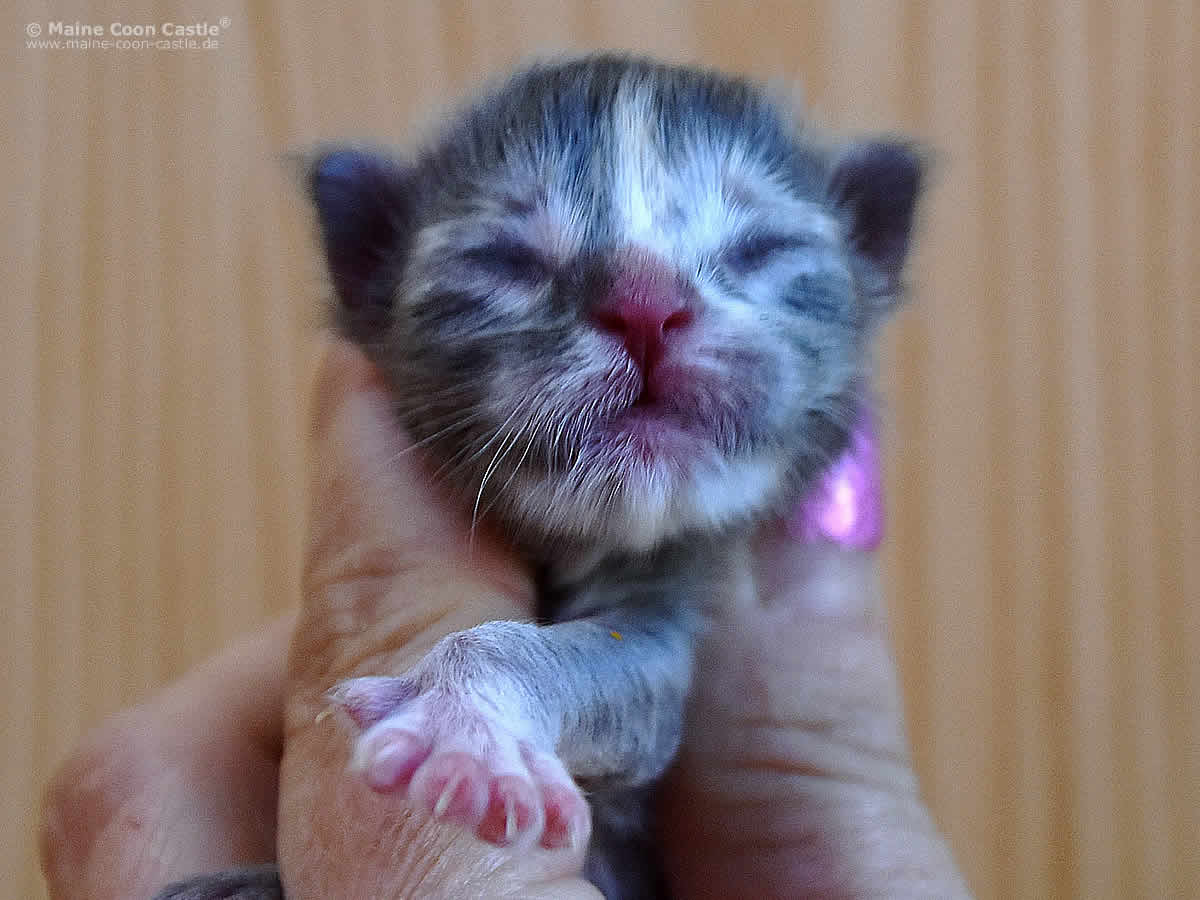 Kylie 1 Tag Kylie 1 Tag