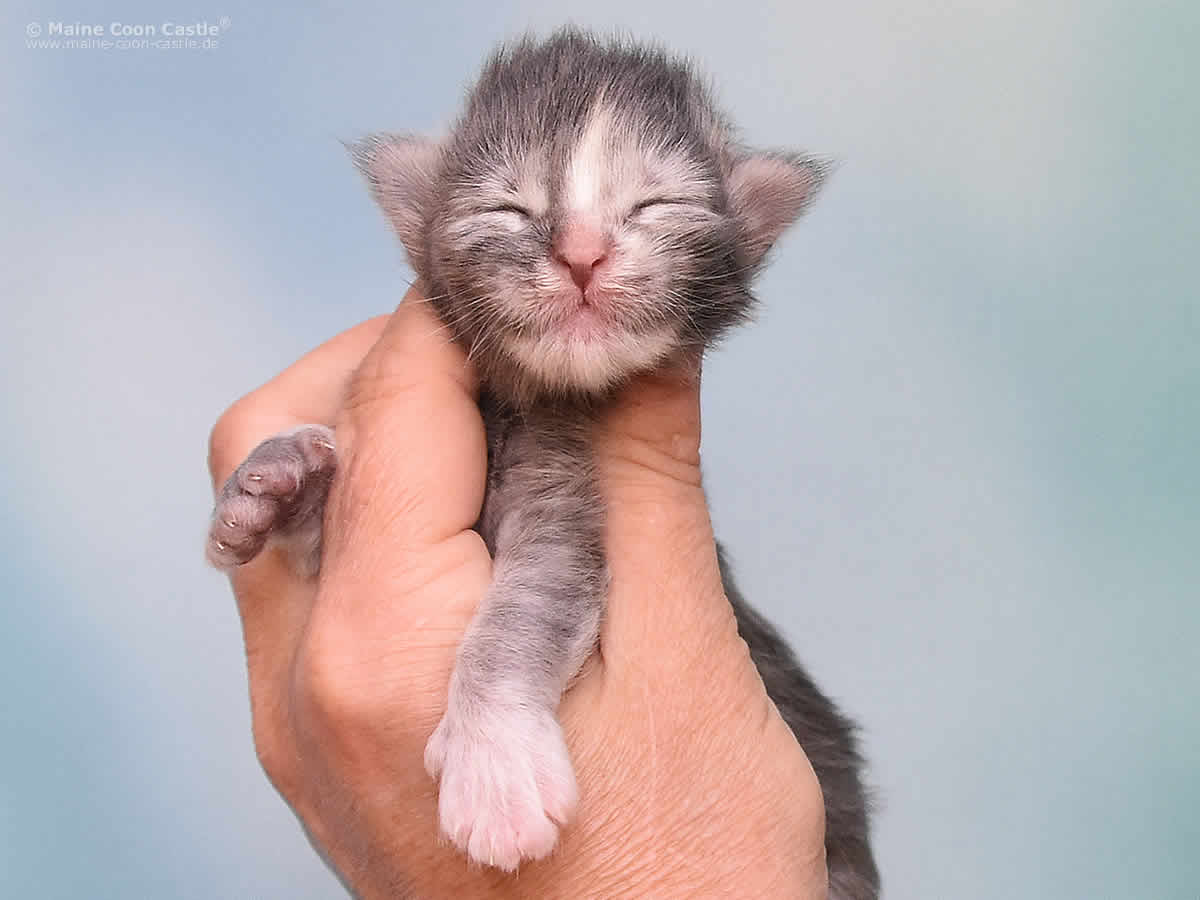 Kylie 1 Woche alt, 197g Kylie 1 Woche