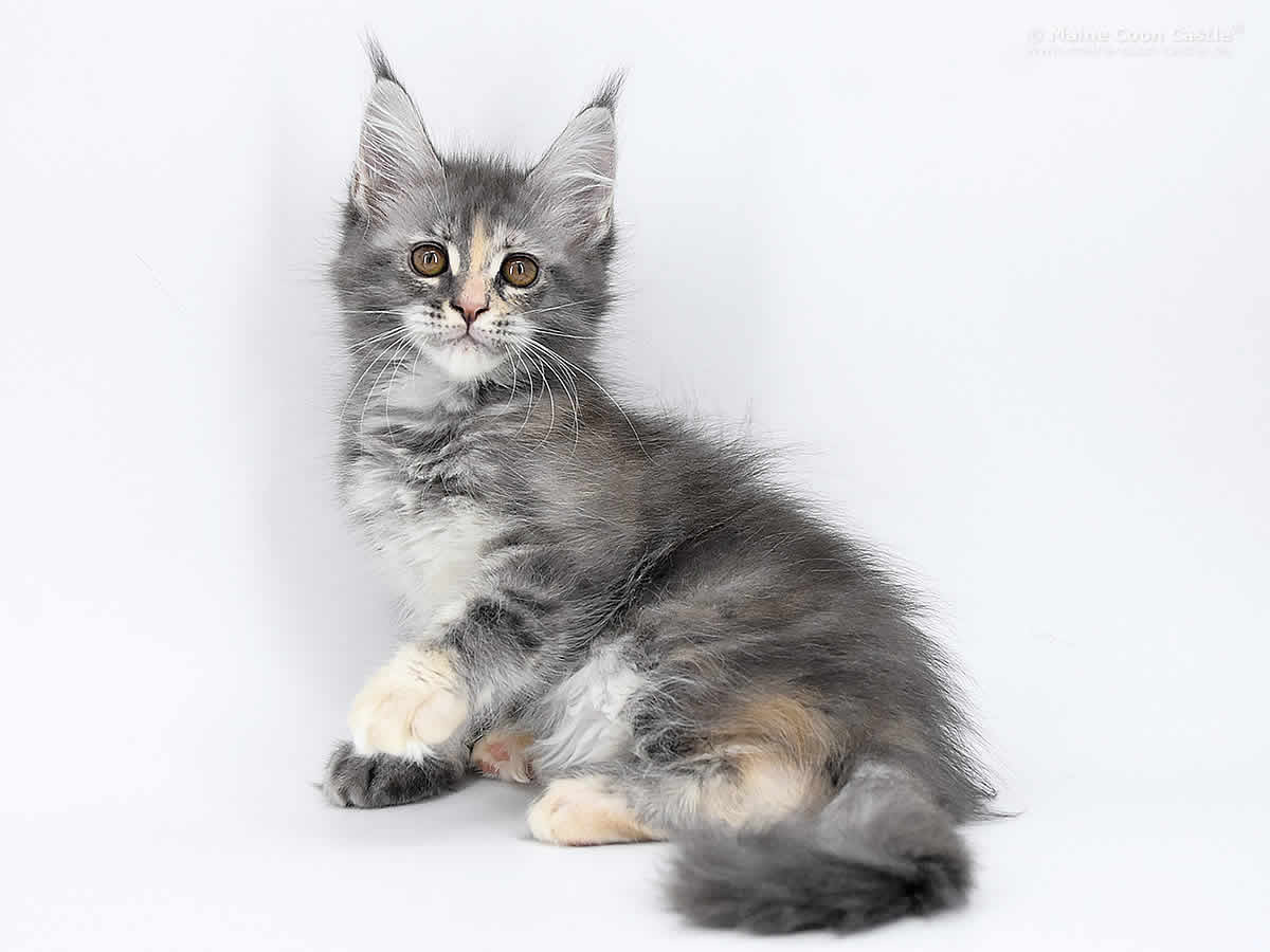 Kylie 10 Wochen alt, 1380g Kylie 10 Wochen