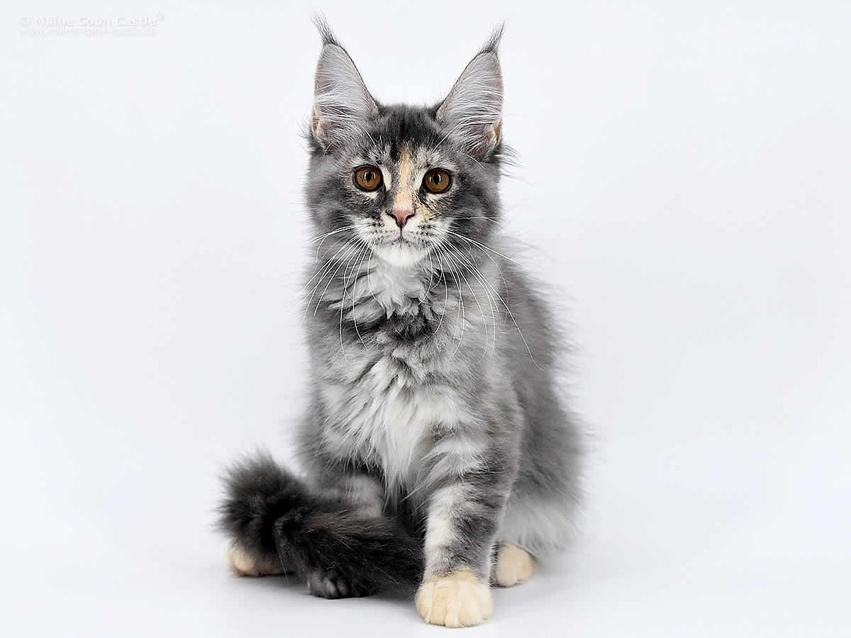 Kylie 14 Wochen alt, 2060g Kylie 14 Wochen