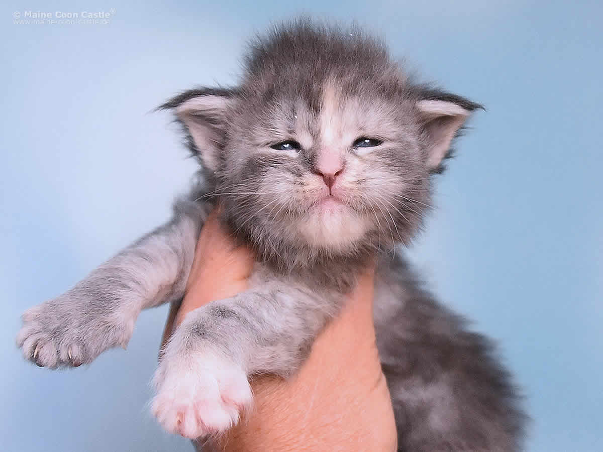 Kylie 3 Wochen alt, 392g Kylie 3 Wochen