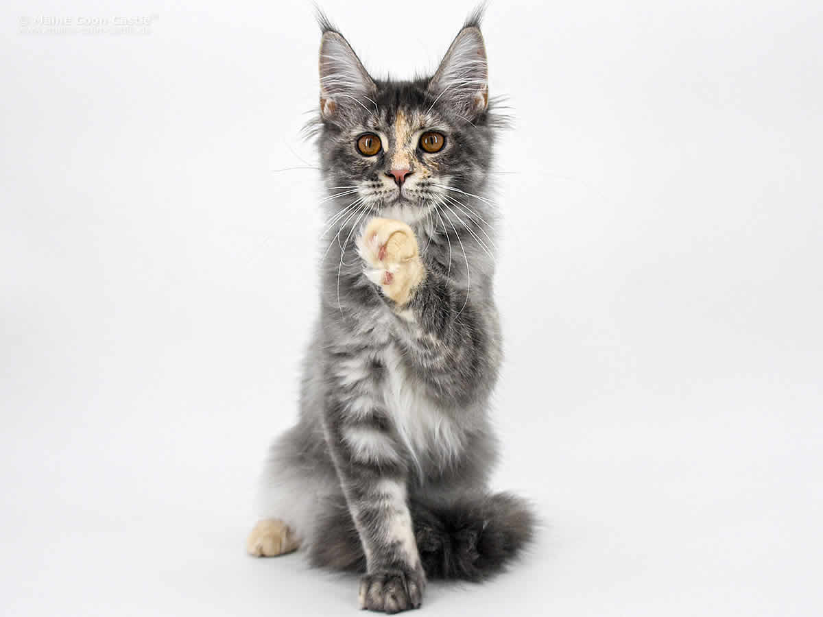 Kylie of Maine Coon Castle Kylie of Maine Coon Castle