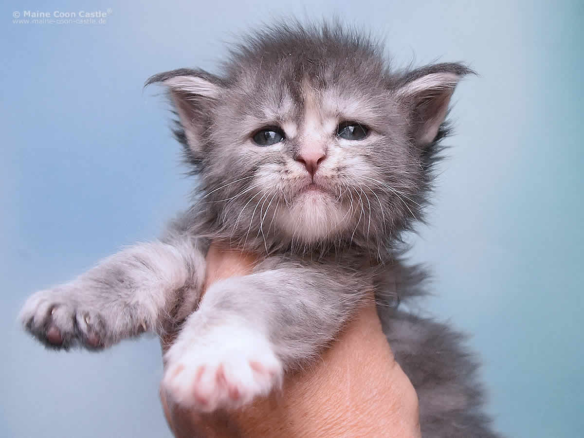 Kylie 4 Wochen alt, 502g Kylie 4 Wochen