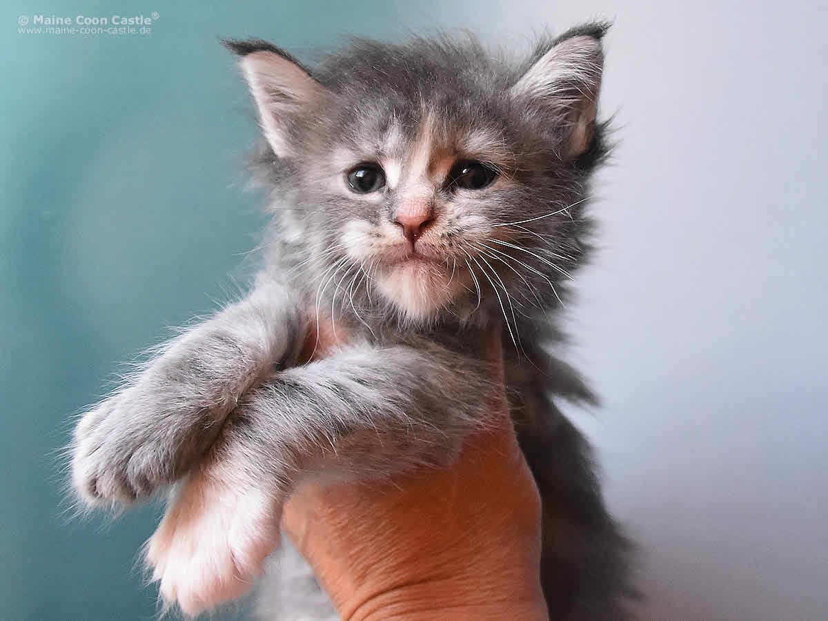 Kylie 5 Wochen alt, 643g Kylie 5 Wochen