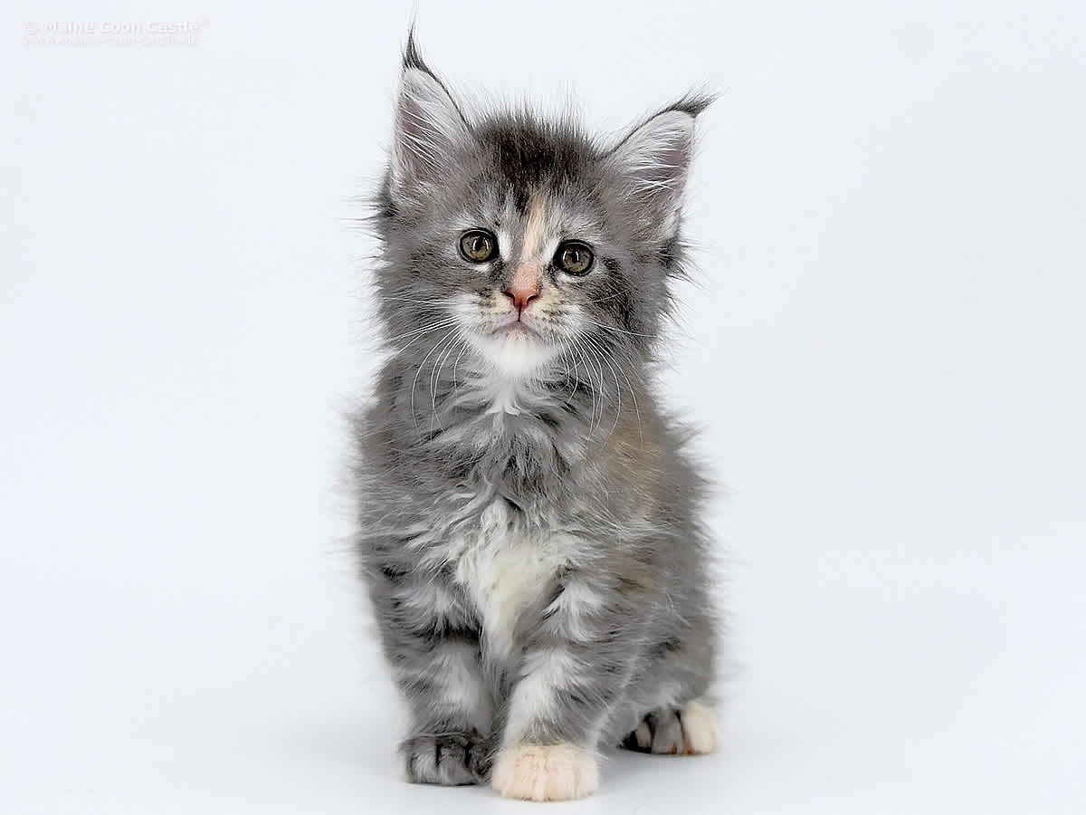 Kylie 6 Wochen alt, 785g Kylie 6 Wochen