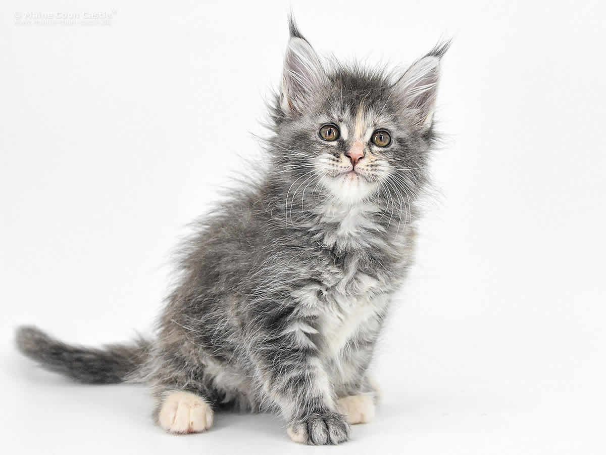 Kylie 7 Wochen alt, 962g Kylie 7 Wochen