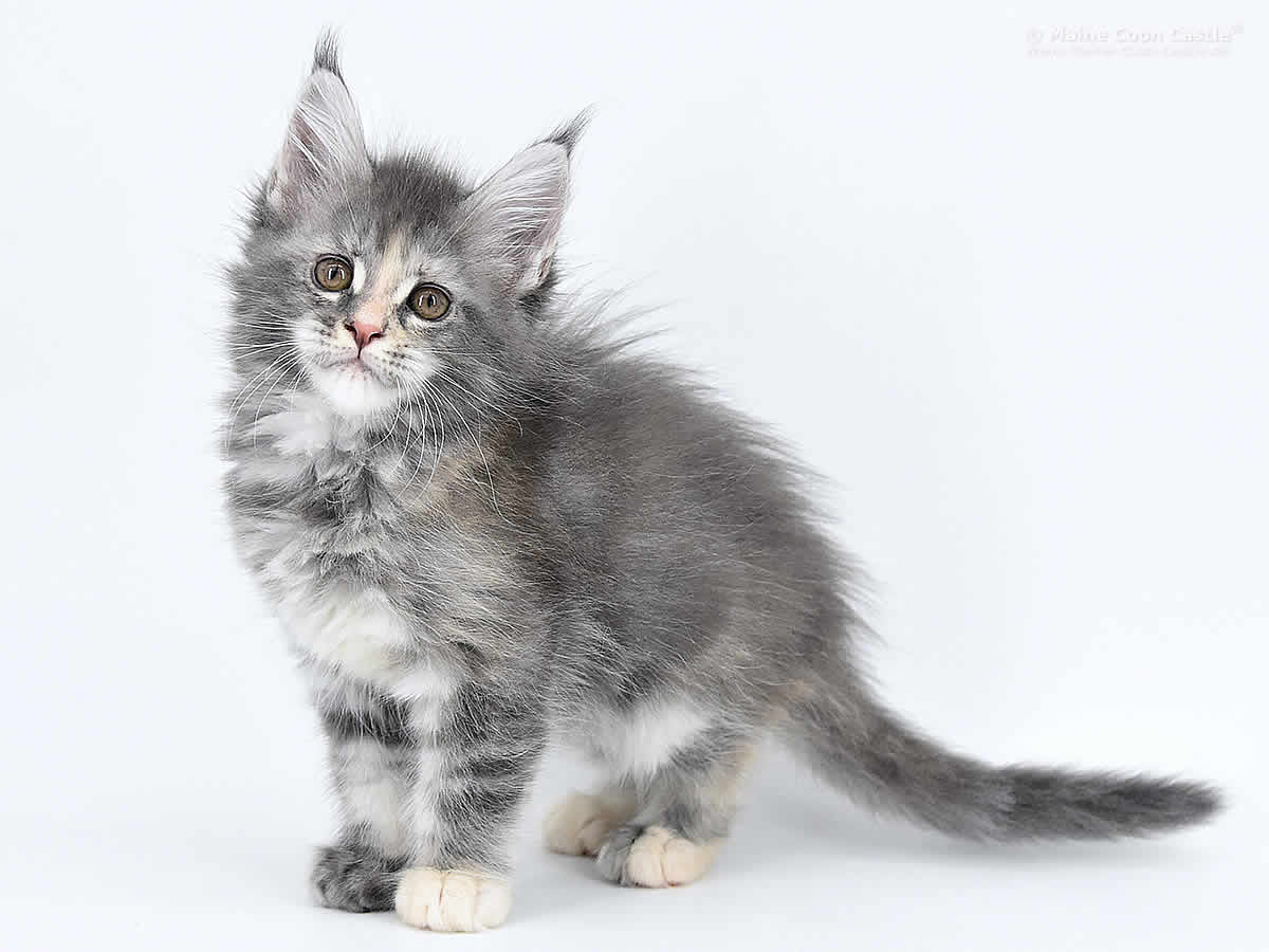 Kylie 8 Wochen alt, 1074g Kylie 8 Wochen